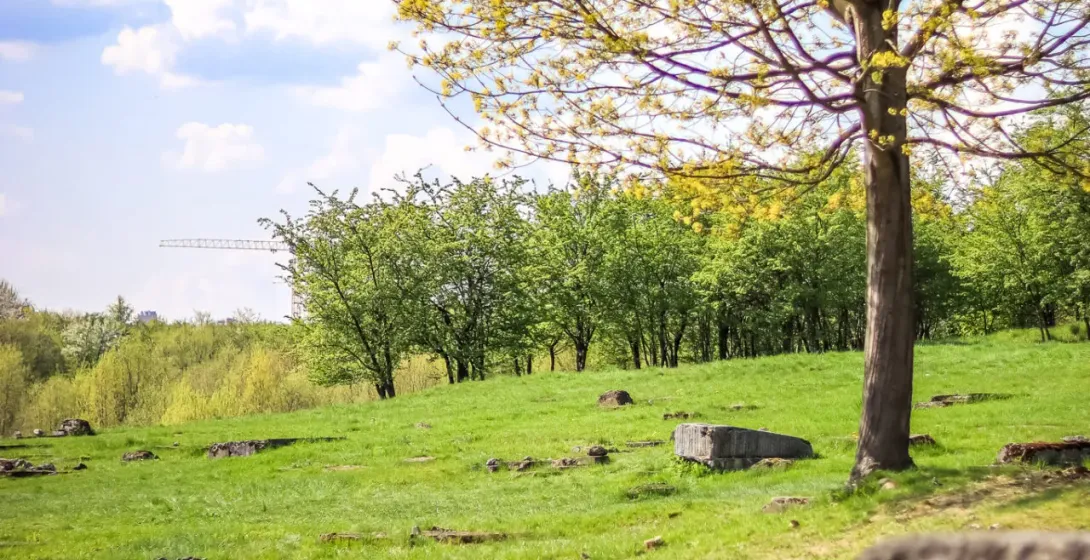 Grassy field with scattered stone remnants and a tree with light green spring leaves under a cloudy blue sky.