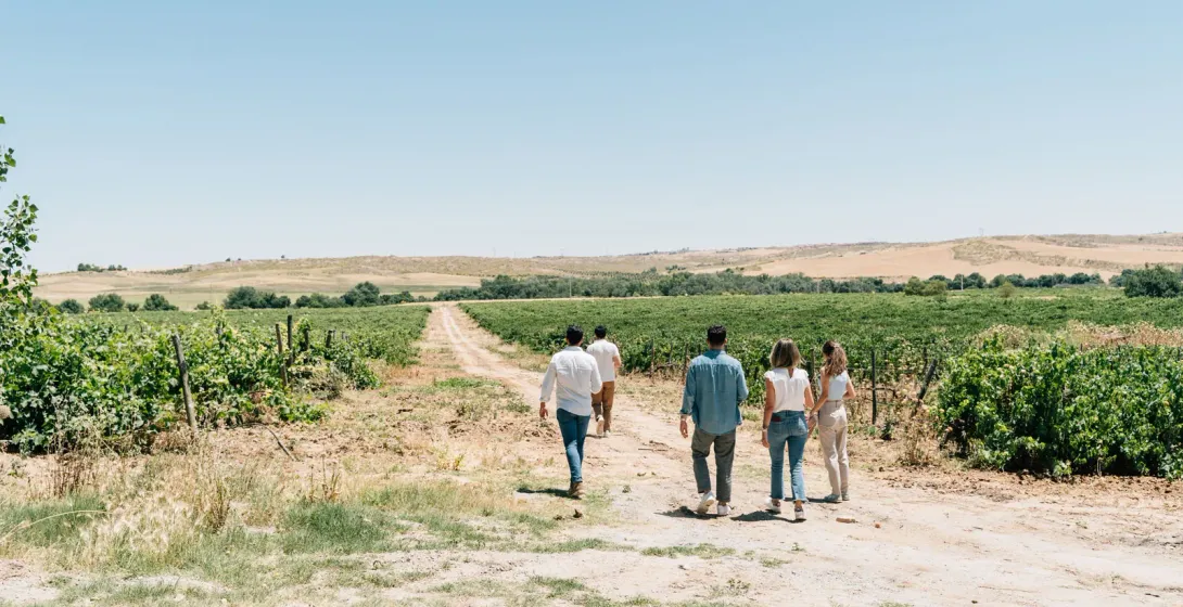 A group of five people walk down a dirt path between rows of grapevines in a sunny vineyard landscape.