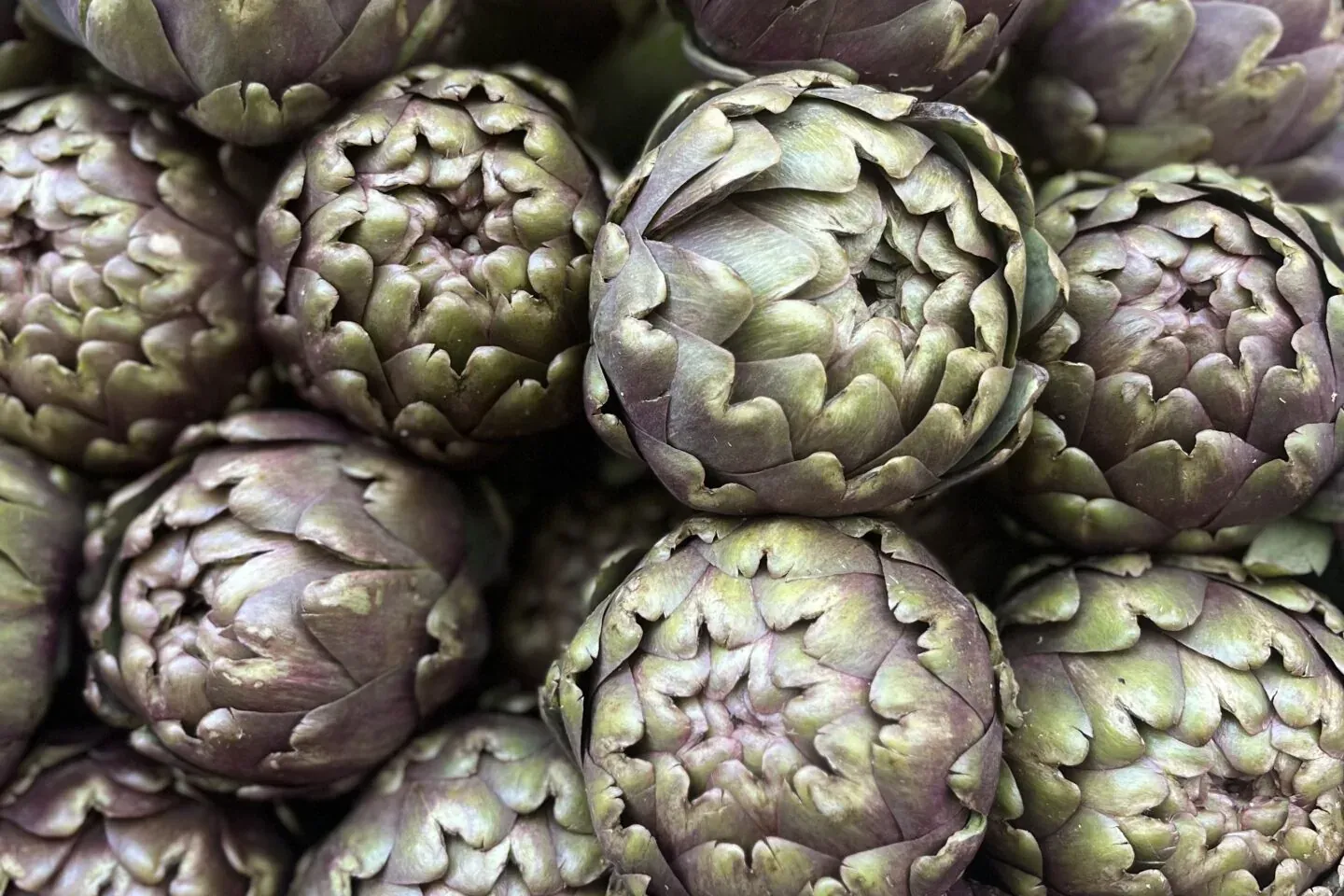 Close-up of many fresh artichokes piled together, showing their green and purple scales.