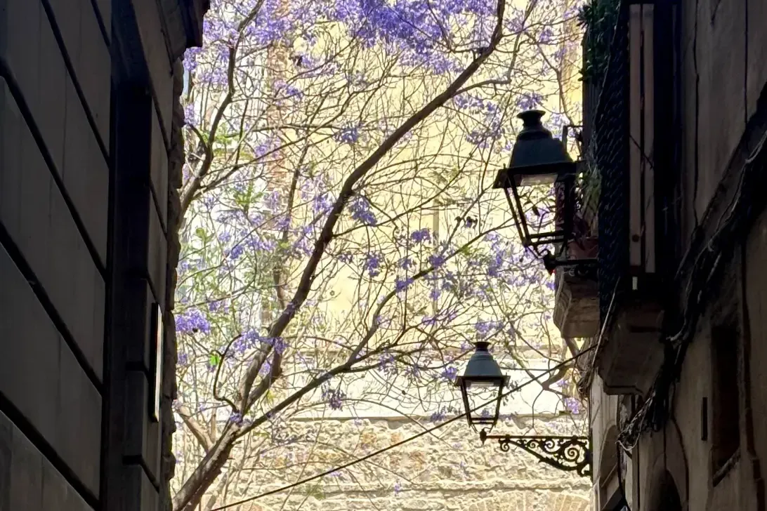 Narrow alley in Barcelona's Gothic Quarter leading to a stone wall and a blooming purple jacaranda tree.