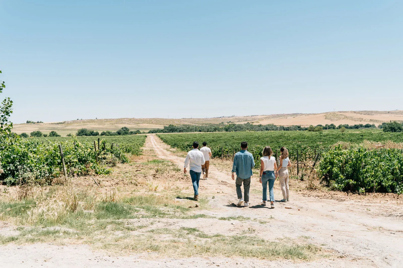 A group of five people walk down a dirt path between rows of grapevines in a sunny vineyard landscape.