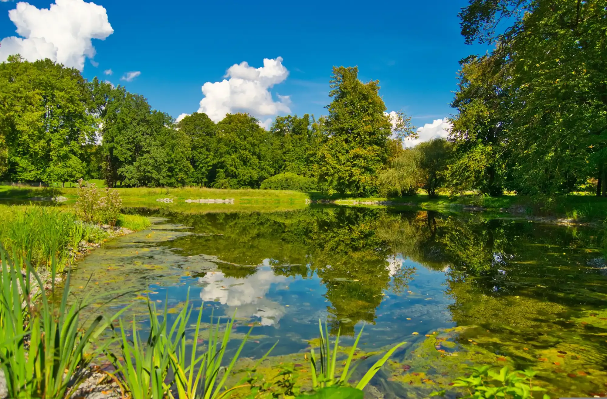 A calm pond in a park, reflecting the surrounding trees and a blue sky with clouds.