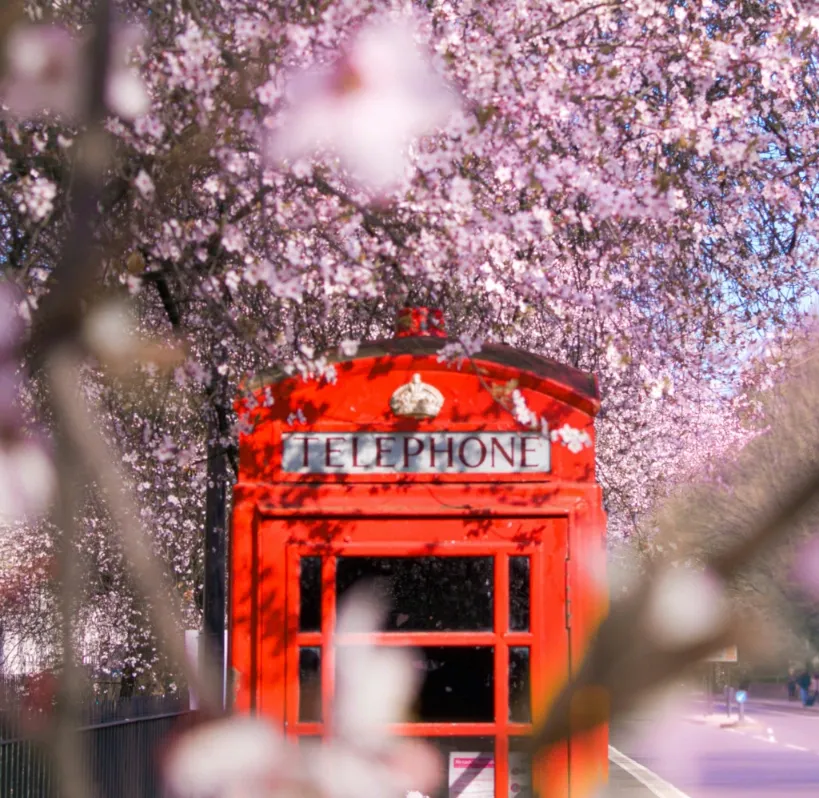 Red British telephone box partially visible behind delicate pink and white spring blossoms.