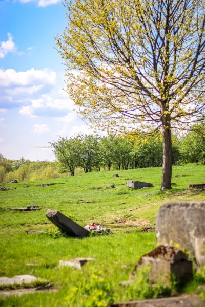Grassy field with scattered stone remnants and a tree with light green spring leaves under a cloudy blue sky.